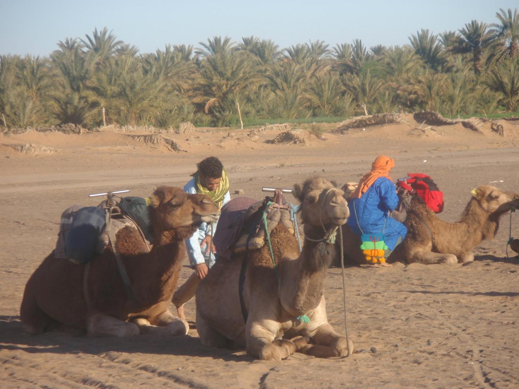 Riad Aicha & Camel Trekking مرزوكة المظهر الخارجي الصورة